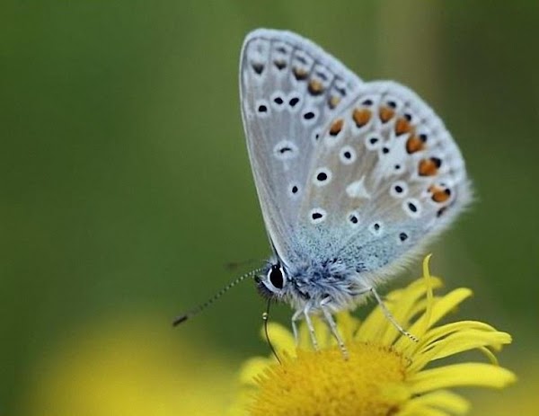 ARMAGEDON ECOLÓGICO: Las Mariposas Están Desapareciendo En Reino Unido. ARMAGEDON ECOLÓGICO: Las Mariposas Están Desapareciendo En Reino Unido.
