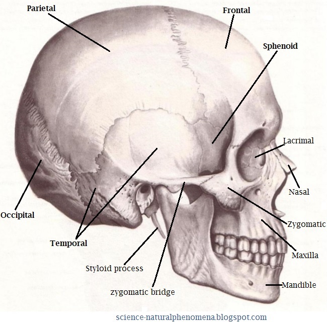 Science & Medicine: Neurocranium (cranial vault)