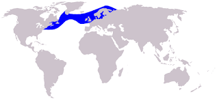Atlantik beyaz yanlı yunusu doğal yaşam alanı haritası