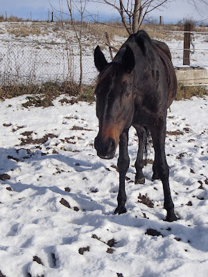 jazda konna w zimie, konie na śniegu