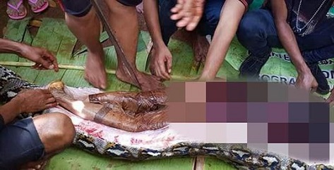 Indonesian Woman Found In The Belly Of A Giant Python  