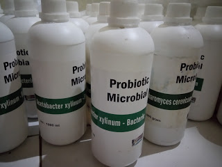 Jual Starter Mikroba Acetobacter xylinum