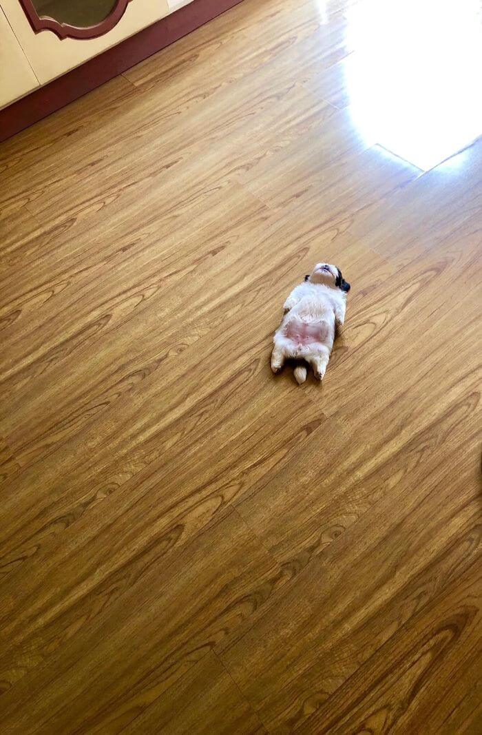30 Hilariously Adorably Pictures Of Puppy Sleeping As If She Was 'Turned Off' 30 Hilariously Adorably Pictures Of Puppy Sleeping As If She Was 'Turned Off'