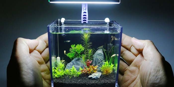 10 Cara Ampuh Membersihkan Kaca Aquarium Yang Berkerak Kusam Dan