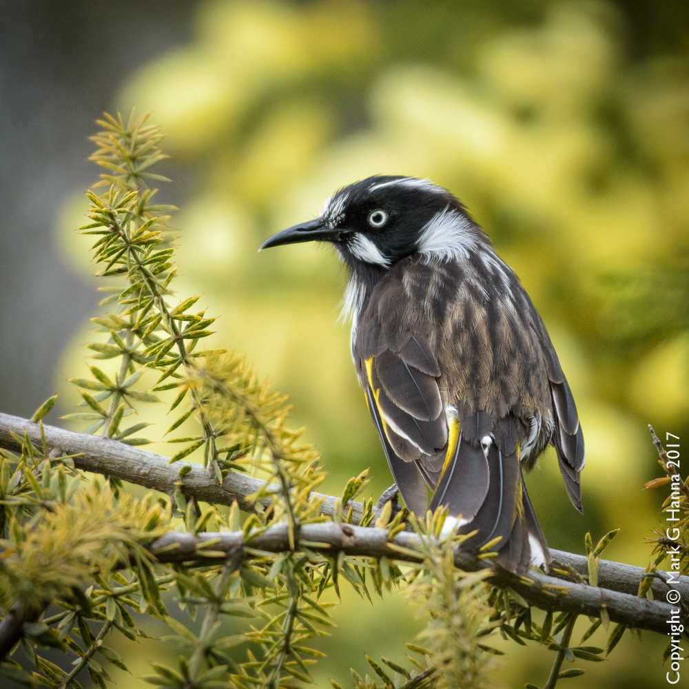 Mark's Tasmanian Bush Blog New Holland Honeyeater