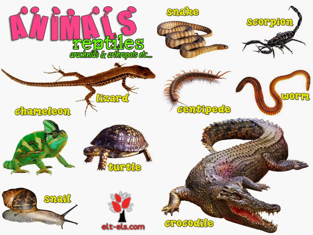 Animals reptiles, arthropods, arachnids 