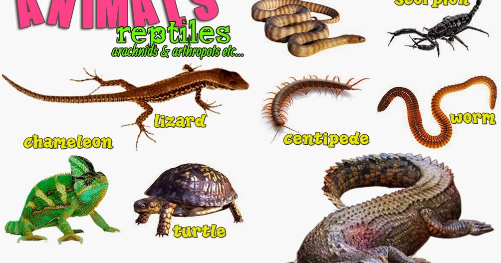 Animals reptiles, arthropods, arachnids 
