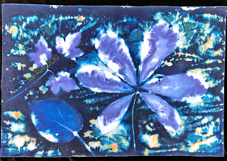 Wet cyanotype -Sue Reno_Image 635