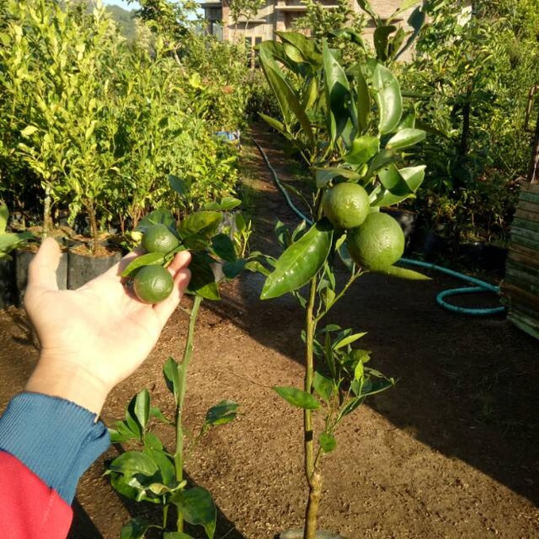 Bibit Jeruk Sunkis Berbunga Berbuah Sumatra Barat