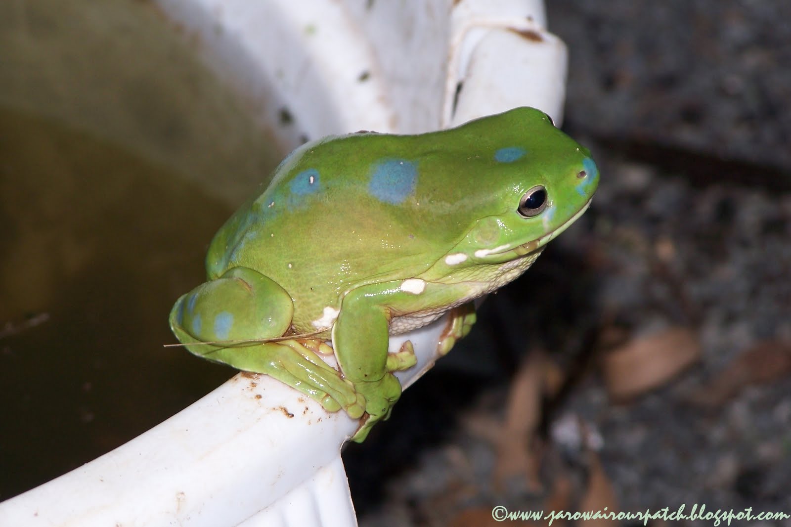 Image result for blue spotted tree frog