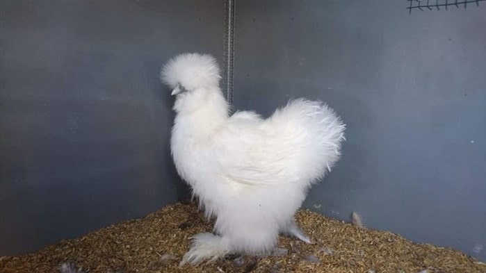 Habeş / Paçalı tavuk cinsleri Cochin / Paçalı tavuk ırkları