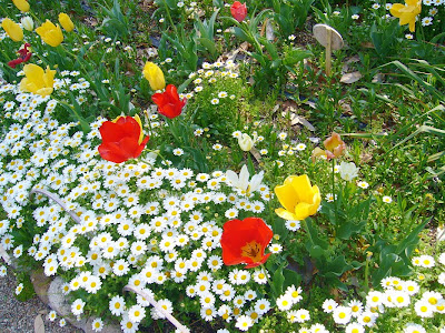 山田池公園の花壇