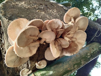 Shittake mushroom farming in India