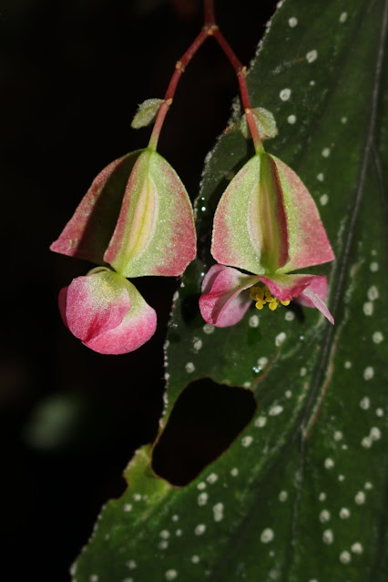 Begonia lecongkietii