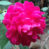 Home Made Natural Rose Petal Powder