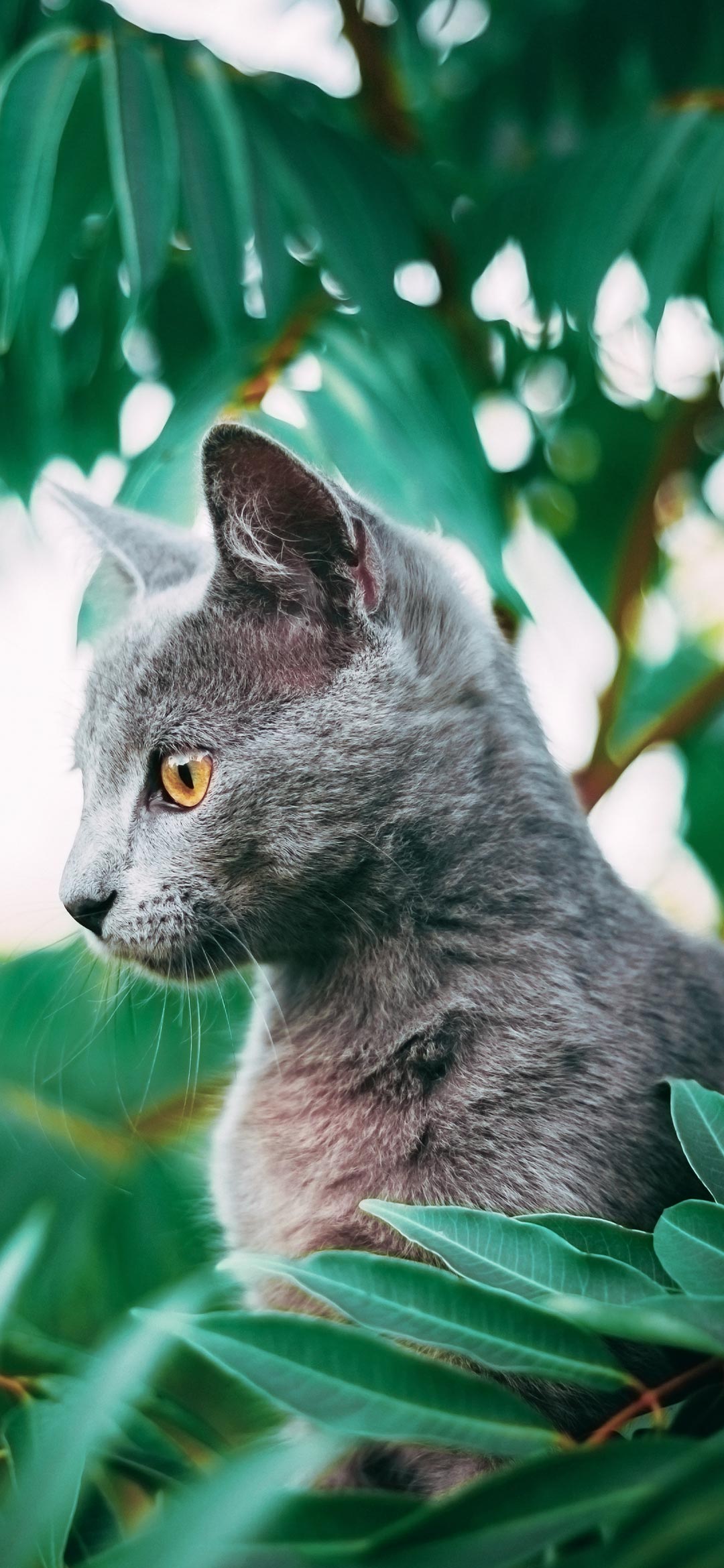 russian-cat-on-green-grass-during-daytime-wallpaper