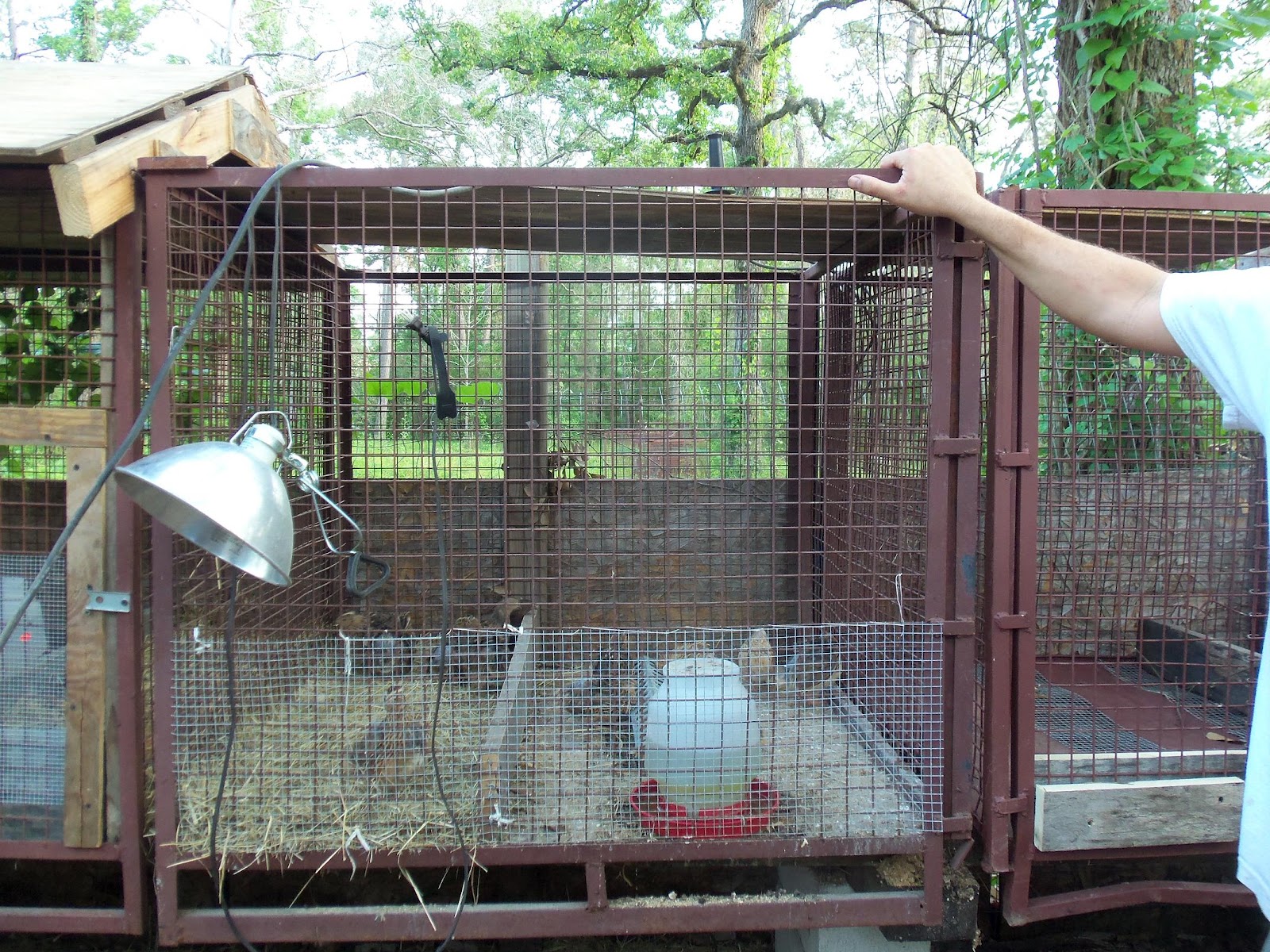 Growth in God: Weekend Projects-Cages