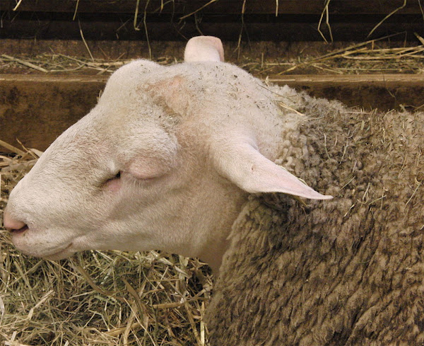 berrichon du cher sheep, about berrichon du cher sheep, berrichon du cher sheep appearance, berrichon du cher sheep breed, berrichon du cher sheep breed info, berrichon du cher sheep breed facts, berrichon du cher sheep care, caring berrichon du cher sheep, berrichon du cher sheep color, berrichon du cher sheep characteristics, berrichon du cher sheep coat color, berrichon du cher sheep development, berrichon du cher sheep ewes, berrichon du cher sheep facts, berrichon du cher sheep for meat, berrichon du cher sheep history, berrichon du cher sheep horns, berrichon du cher sheep info, berrichon du cher sheep images, berrichon du cher sheep lambs, berrichon du cher sheep meat, berrichon du cher sheep origin, berrichon du cher sheep photos, berrichon du cher sheep pictures, berrichon du cher sheep rarity, berrichon du cher sheep rearing, raising berrichon du cher sheep, berrichon du cher sheep size, berrichon du cher sheep temperament, berrichon du cher sheep uses, berrichon du cher sheep varieties, berrichon du cher sheep weight, berrichon du cher sheep wool