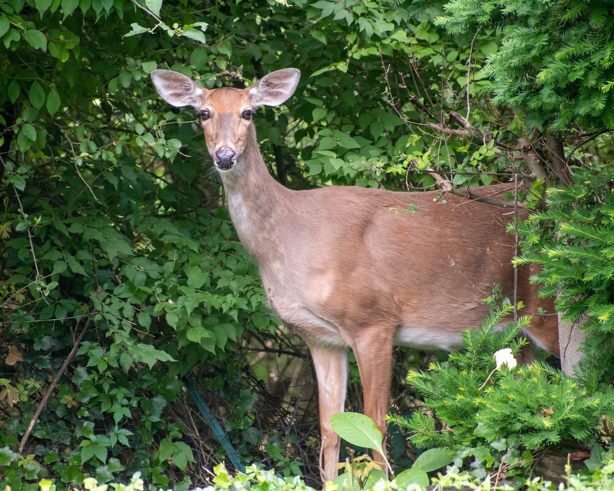 How Do WhiteTailed Deer Change Ecosystems, Anyway?