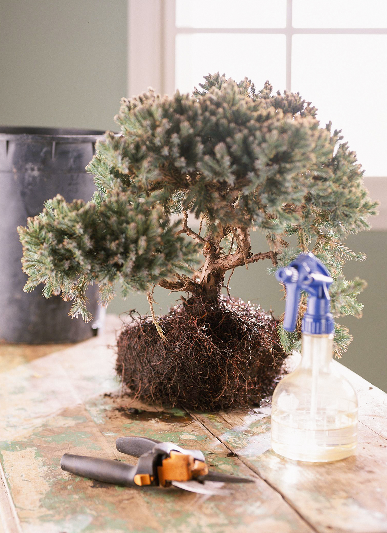 How to Plant a Bonsai Tree - Bonsai Fast