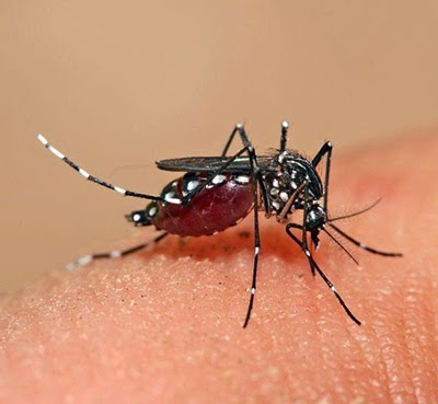 nyamuk demam berdarah dengue dbd