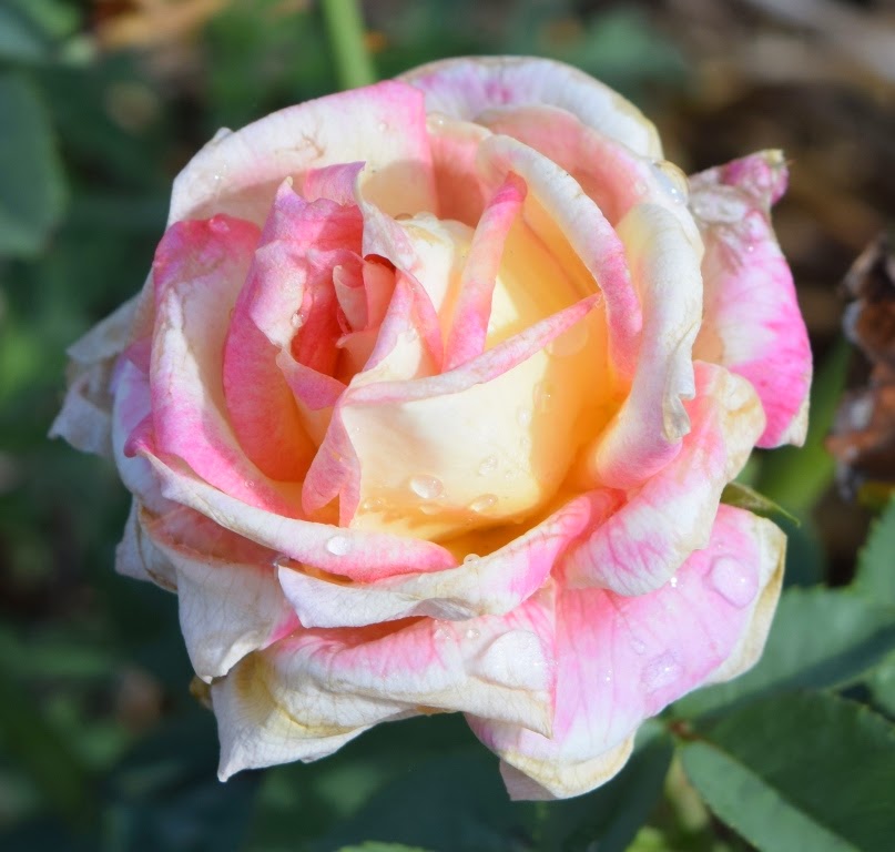 Garden Musings: Griffith Buck Rose