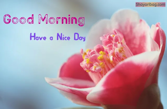 Good Morning Flowers Good Morning Flowers