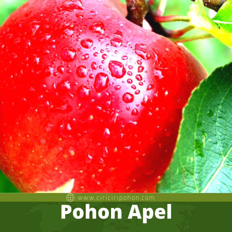 Pohon Apel