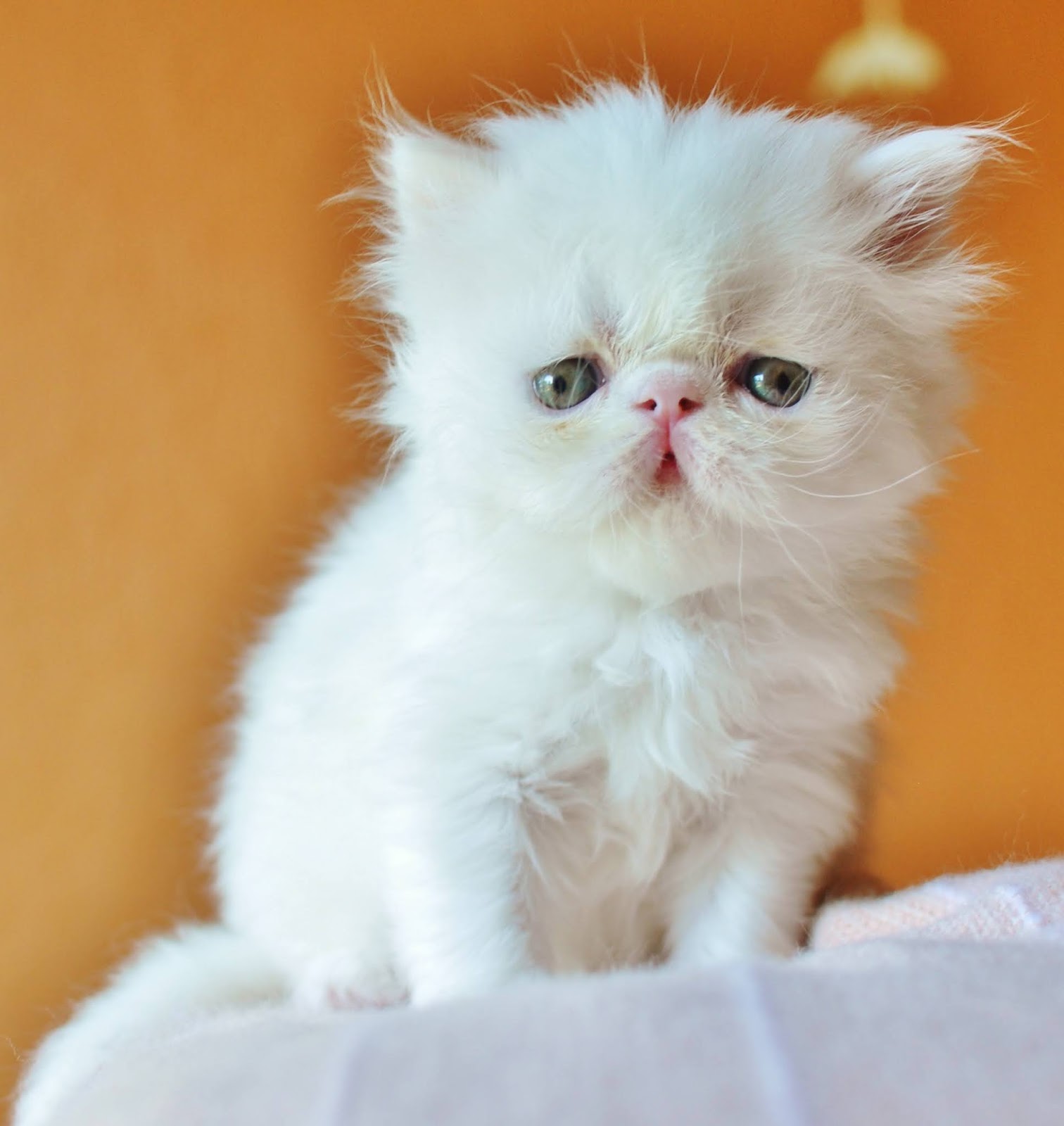 Exotic Shorthairs and Persians in Idaho Kittens on their way! Stoik
