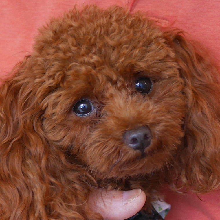 トイプードル どんぐり 今日も愉快だね 串カツ田中 門前仲町店に行きました