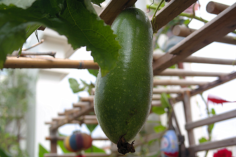 波特兰先生的博客 简说冬瓜栽培fat Melon Cultivation
