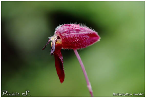 Bulbophyllum danishii