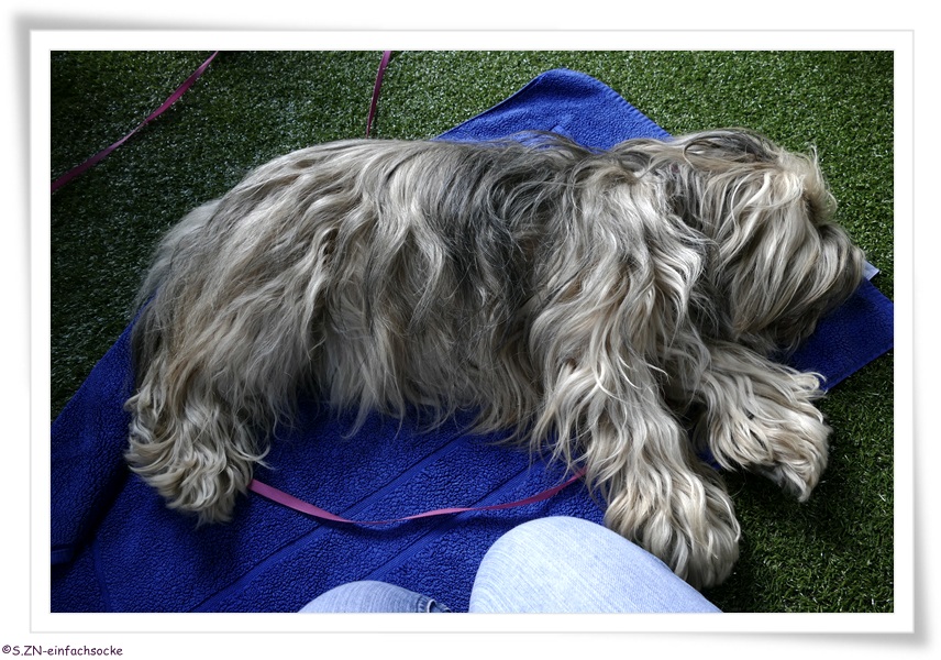 [Hundeblog] Einfach Socke Physiotherapie &amp; Krankengymnastik beim Hund&hellip;