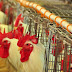 FRANGO: Bom ritmo de exportações e vendas internas firmes elevam cotações