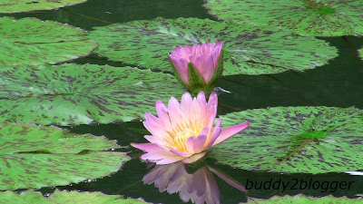 Pink Water Lily