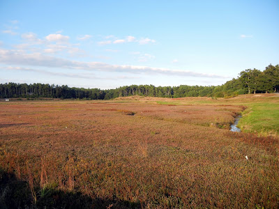 A Massachusetts cranberry bog ready to be harvested