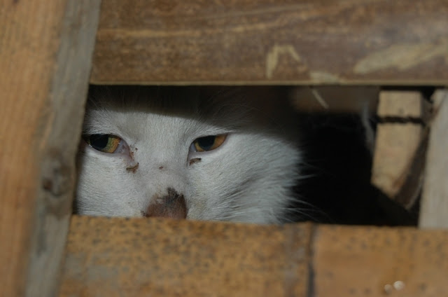 Rescatados 1000 gatos destinados a consumo humano