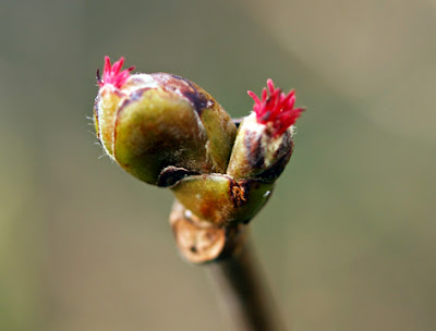 Flores femeninas del avellano