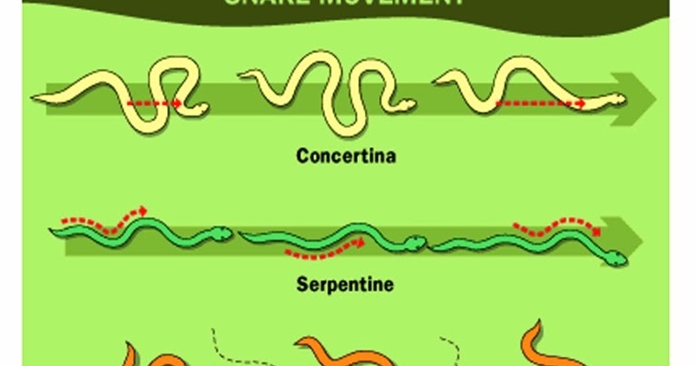 Скорость движения змеи. Схема движения змеи. Прямолинейное движение змеи. Волнообразное движение змеи. Прямолинейное движение змеи вид сбоку.