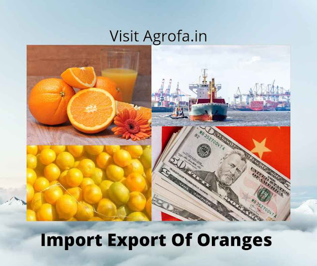 Top Importers and Exporters Of Oranges