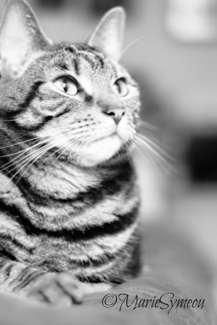 tabby in black and white