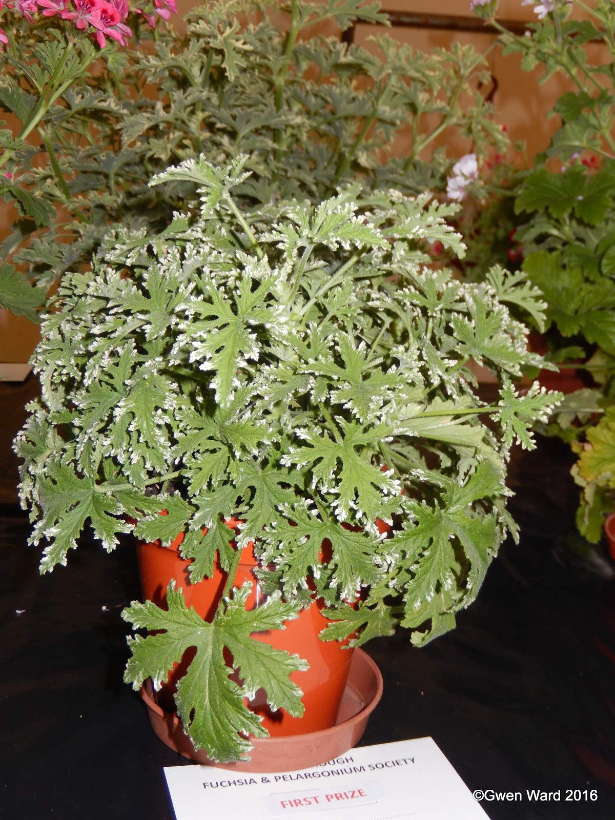 Пеларгония душистая fragrant Frosty