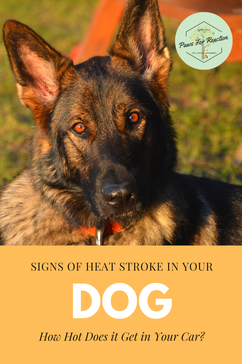 Does my dog have heatstroke? How to prevent my dog from getting