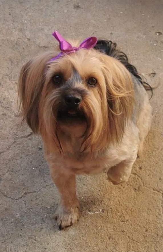 580 ALREADY ADOPTED! Gauteng, Pretoria Dolce Loving Yorkie Male
