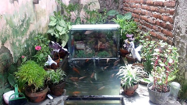  Desain  Kolam  Ikan Koi  Sederhana InfoAkuakultur com