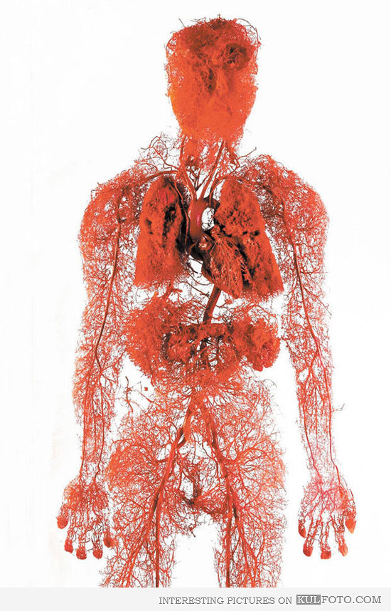 Download Fractales En El Cuerpo Humano For Android Get Wallpaper Fractales En El Cuerpo Humano Desktop Wallpaper Free