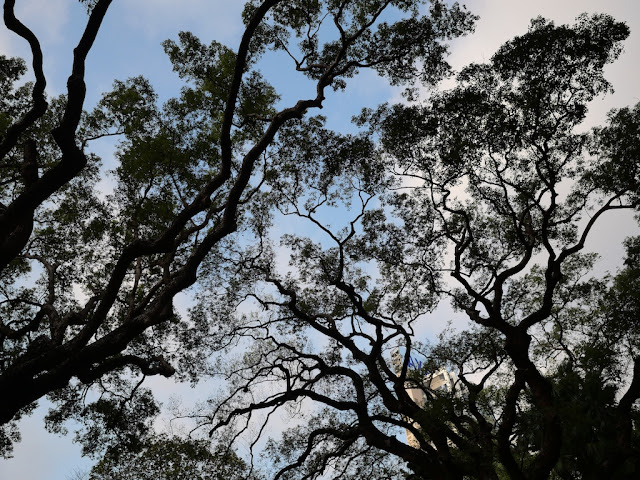 a view looking up at some trees