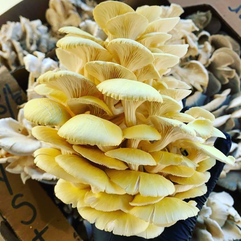 Yellow oyster mushrooms Oyster mushrooms Biobritte mushrooms