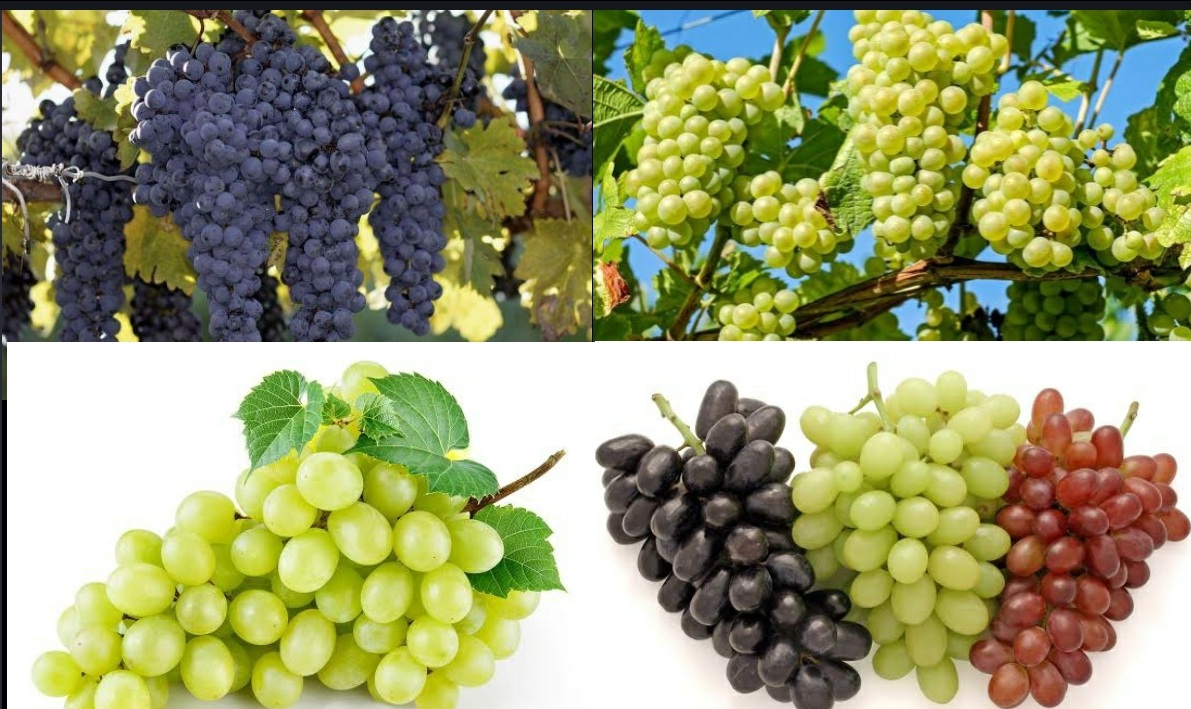 Health Benefits of Grapes _ Grapes Nutrition Benefits . Health and