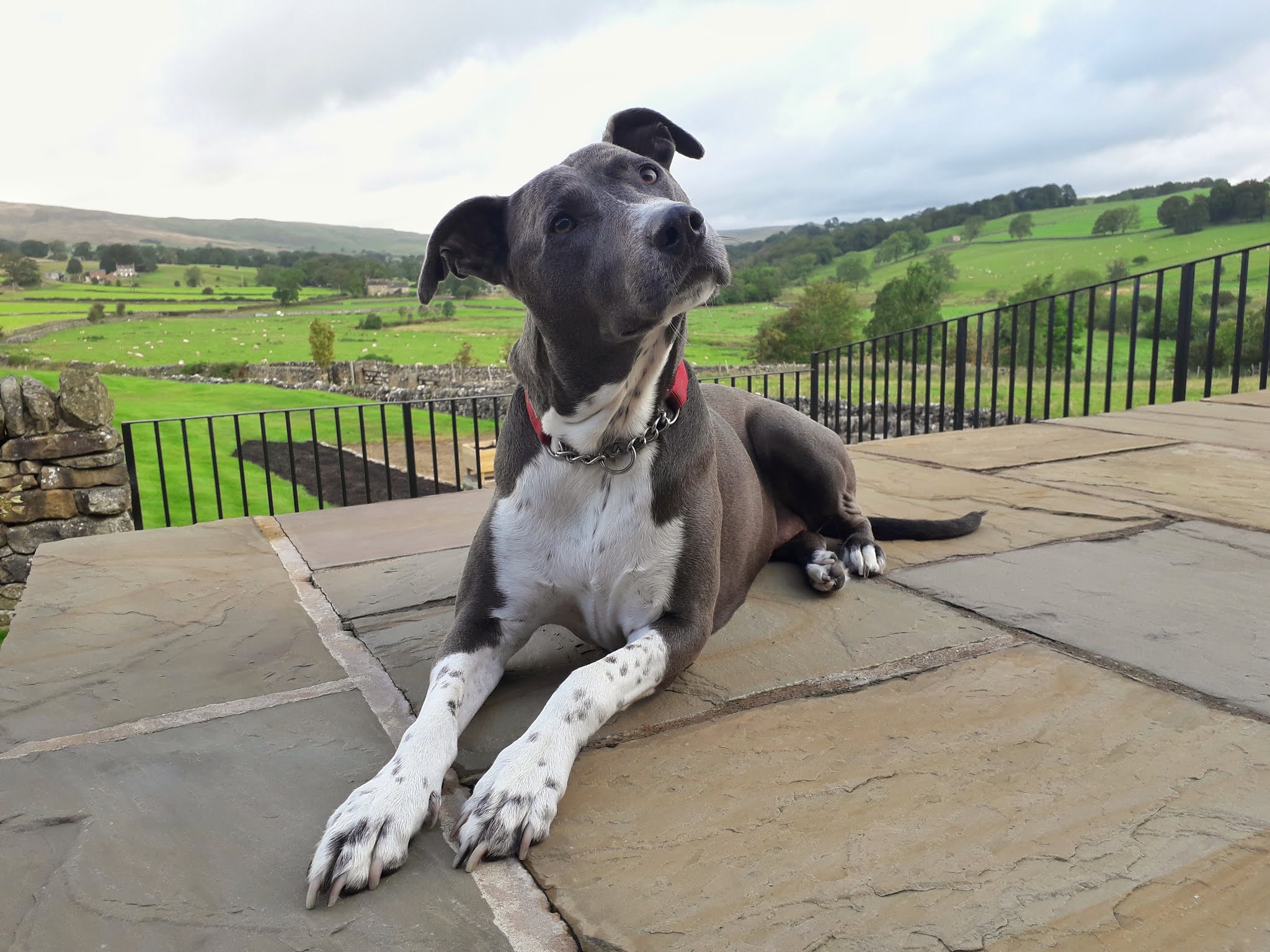 Bini's Bull-Grey Dog called Sky Bull-grey dog sat in the countryside with hills in the background